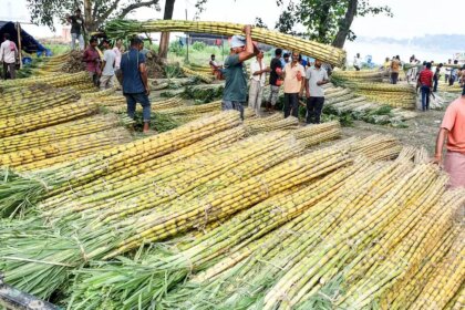 Sugar prices will likely come under pressure this season on better EU, Thai cane crops