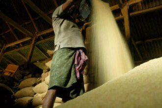 APEDA asks rice exporters to adhere to the EU pesticide residue cap on stem borer insecticide