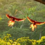 Costa Rica Is Saving Forest Ecosystems by Listening to Them