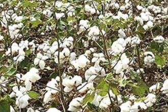 Higher output hopes, lower offtake fears turn cotton outlook bearish