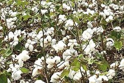 Higher output hopes, lower offtake fears turn cotton outlook bearish