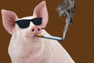 Should You Smoke (Food) Indoors?