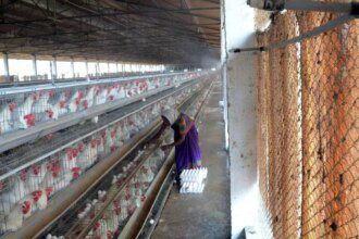 Poultry industry refutes using antibiotics to prevent bacteria-infected chicks