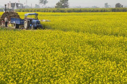 SEA projects mustard production at 115.16 lakh tonnes, lower than govt estimate