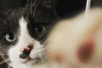 How to Protect Your Cats (and Backyard Chickens) From Bird Flu