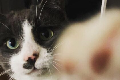 How to Protect Your Cats (and Backyard Chickens) From Bird Flu
