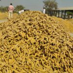 Turmeric loses gleam as prices drop below ₹10,000/quintal in Telangana