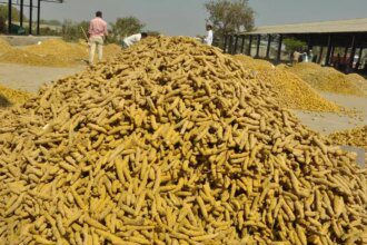 Turmeric loses gleam as prices drop below ₹10,000/quintal in Telangana