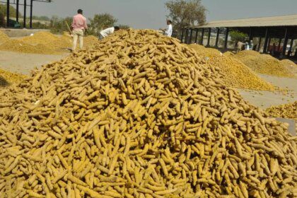 Turmeric loses gleam as prices drop below ₹10,000/quintal in Telangana