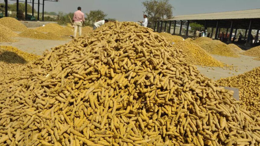 Turmeric loses gleam as prices drop below ₹10,000/quintal in Telangana