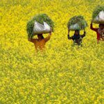 AWL partners with SEA & Solidaridad on mustard model farm project