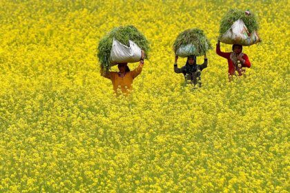 AWL partners with SEA & Solidaridad on mustard model farm project