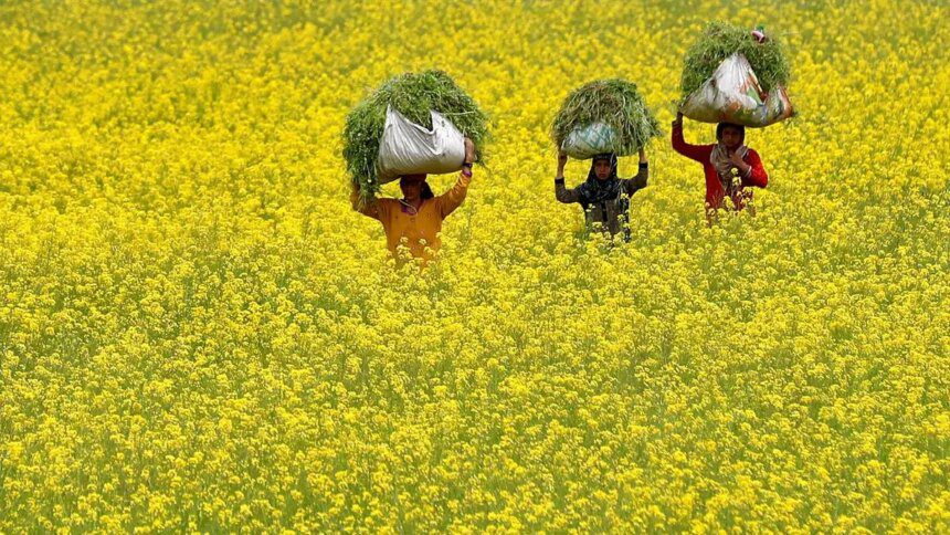 AWL partners with SEA & Solidaridad on mustard model farm project