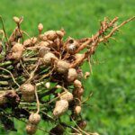 Scientists find stem rot resistance genes