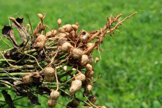 Scientists find stem rot resistance genes
