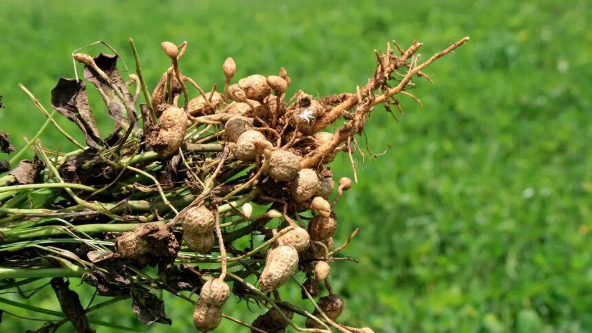 Scientists find stem rot resistance genes