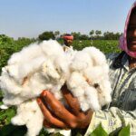 CCI extends bulk discount sale scheme till Sept-end to dispose of stocks
