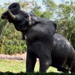 Delhi Zoo’s only African elephant Shankar dies: Concerns resurface after WAZA suspension; probe ordered