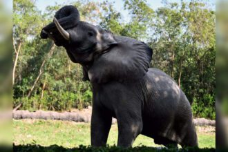 Delhi Zoo’s only African elephant Shankar dies: Concerns resurface after WAZA suspension; probe ordered