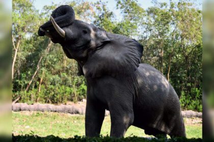 Delhi Zoo’s only African elephant Shankar dies: Concerns resurface after WAZA suspension; probe ordered