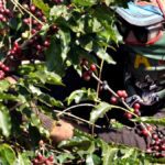 Relief for Indian coffee growers as EU set to put off deforestation norms