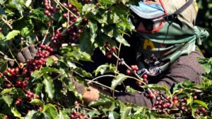 Relief for Indian coffee growers as EU set to put off deforestation norms