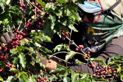 Relief for Indian coffee growers as EU set to put off deforestation norms
