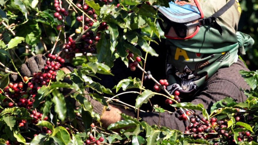 Relief for Indian coffee growers as EU set to put off deforestation norms