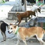 Communities & their dogs  - The Hindu BusinessLine