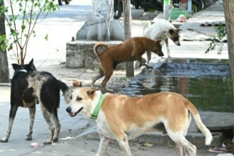 Communities & their dogs  - The Hindu BusinessLine