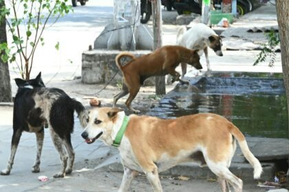 Communities & their dogs  - The Hindu BusinessLine