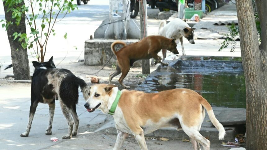 Communities & their dogs  - The Hindu BusinessLine