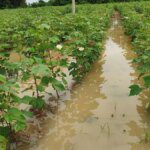Extended rain raises concerns over India’s cotton yields