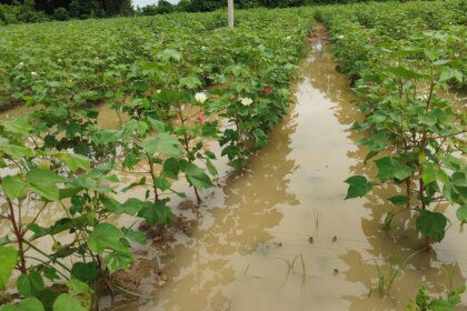 Extended rain raises concerns over India’s cotton yields