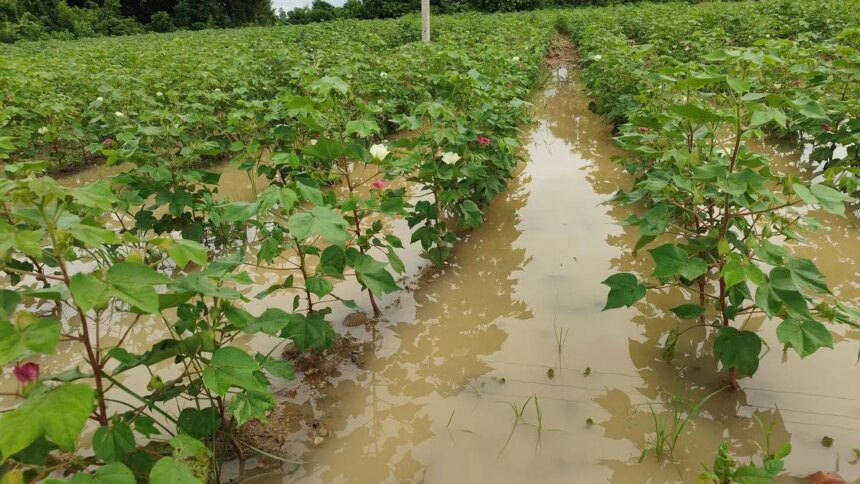 Extended rain raises concerns over India’s cotton yields