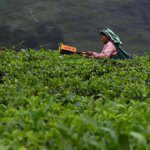 Global tea Convention calls for industry’s sustainable growth