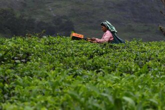Global tea Convention calls for industry’s sustainable growth
