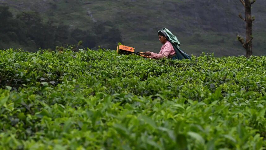 Global tea Convention calls for industry’s sustainable growth