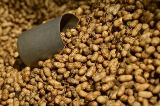 Indonesia’s suspension of Indian groundnut imports continues, as India reaches out to Jakarta