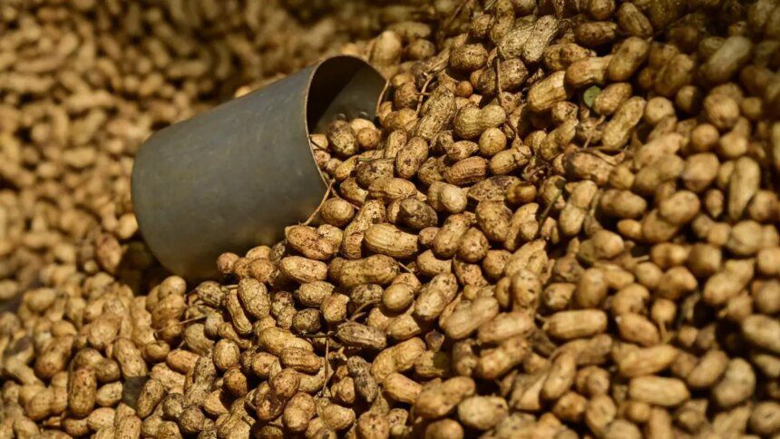 Indonesia’s suspension of Indian groundnut imports continues, as India reaches out to Jakarta