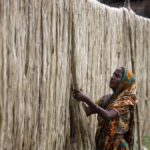 As raw jute prices hit record high, India imposes stock limit for traders, balers, jute mills