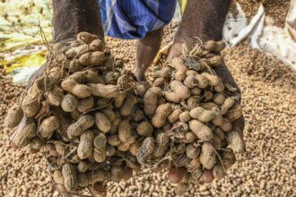 Key Indian kharif oilseeds, pulses rule over ₹1,000 a quintal below MSPs in agri-market yards