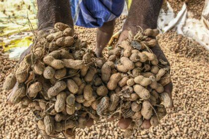 Key Indian kharif oilseeds, pulses rule over ₹1,000 a quintal below MSPs in agri-market yards