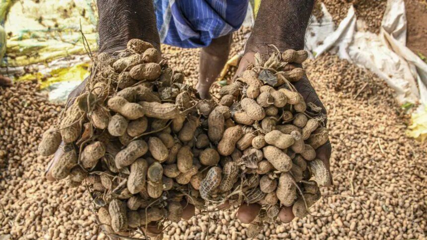 Key Indian kharif oilseeds, pulses rule over ₹1,000 a quintal below MSPs in agri-market yards