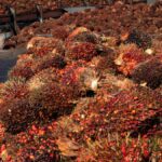 MPOC welcomes EU’s delay of deforestation rules, seeks clarity on compliance