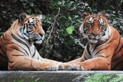 PIL in SC seeks CBI investigation into tiger poaching network