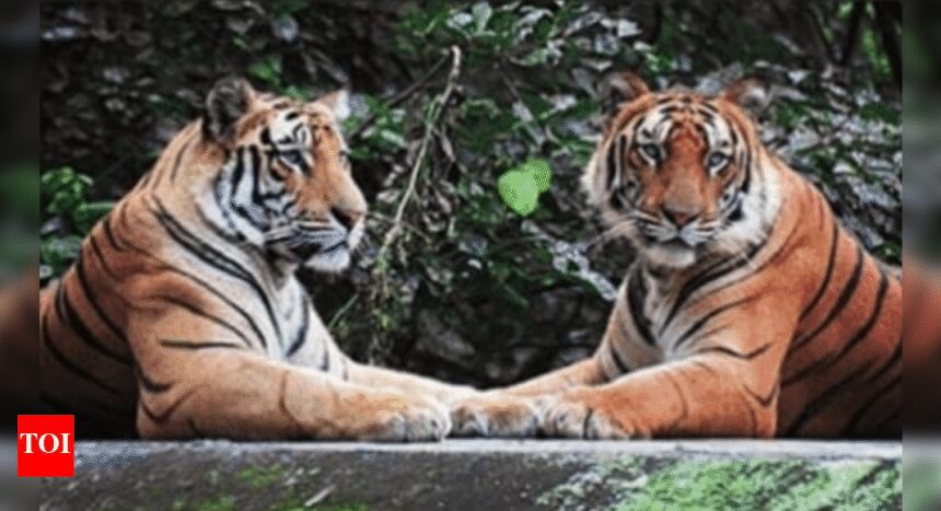 PIL in SC seeks CBI investigation into tiger poaching network