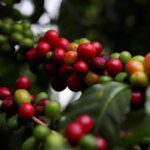 Indian Coffee Board’s post-blossom estimates peg 2025-26 output at record high of 4.03 lakh tonnes