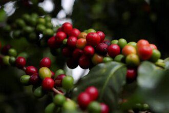 Indian Coffee Board’s post-blossom estimates peg 2025-26 output at record high of 4.03 lakh tonnes