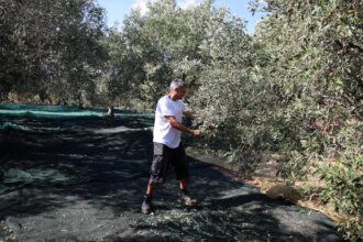 Climate change fuels growing volatility in olive oil market, says RaboResearch